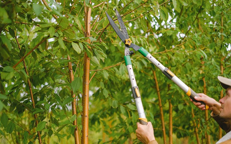 Tree trimming in Falmouth, KY